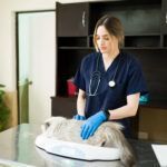 Cabinet veterinar sector 4