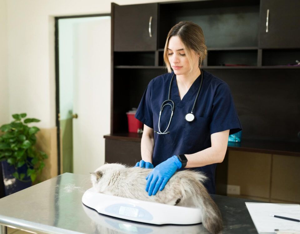 Cabinet veterinar sector 4