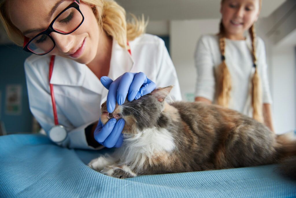 cabinet-veterinar-sector-4-urgenta