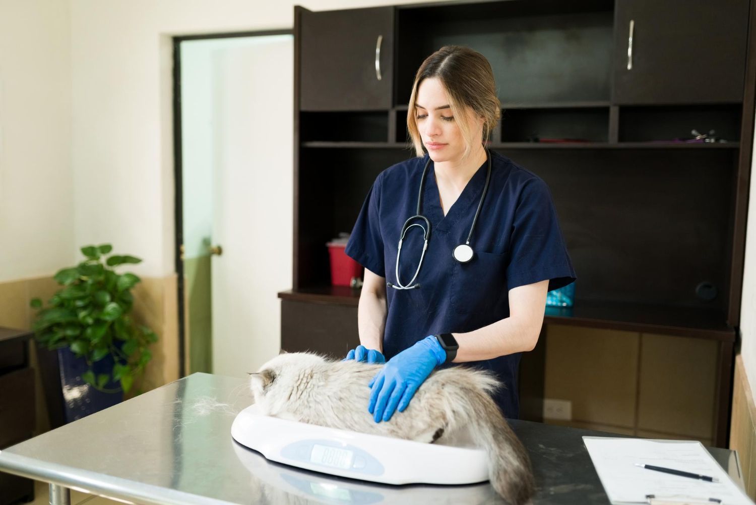 Cabinet veterinar sector 4